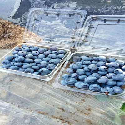 新郑布莱特蓝蓝莓苗价格及日用杂品选购指南